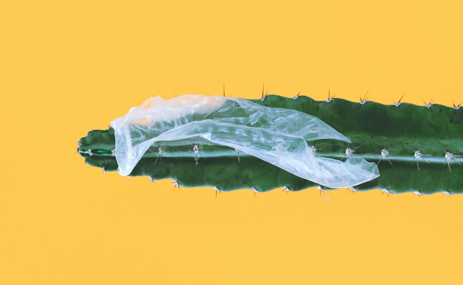 Prezervativ rupt blocat peste cactus